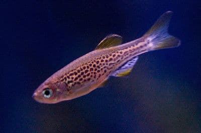 Leopard Danio (Pack of 5)