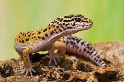 Leopard Gecko (Eublepharis macularius)