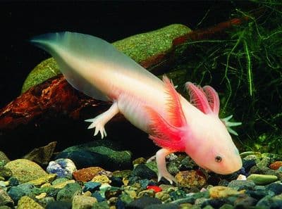 Leucistic Axolotl