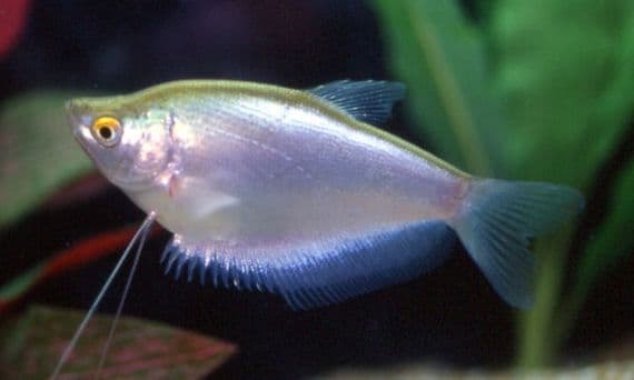 Moonlight Gourami