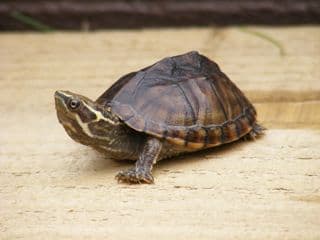 Musk Turtle Adult Male (Sternotherus odoratus)