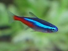 Neon Tetra (Pack of 5)