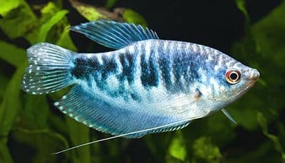Opaline Gourami