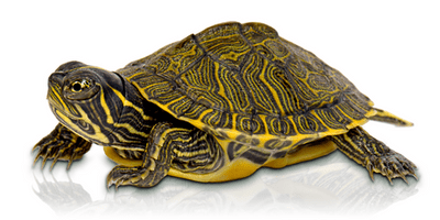 Peninsular Cooters (Pseudemys Peninsularis)