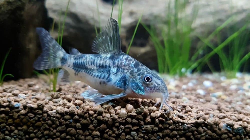 Peppered Cory Pack of 3