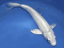 Platinum White Koi Carp ( Pack of 3) 8-10cm