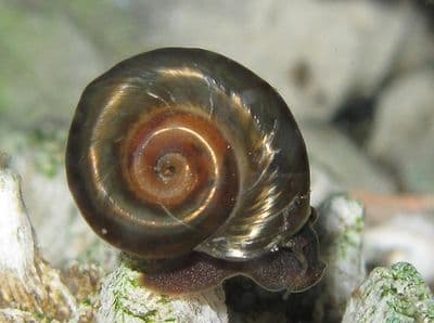 Ramshorn Snails (Pack of 3)