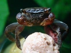 Red Crab (Pack of 3)