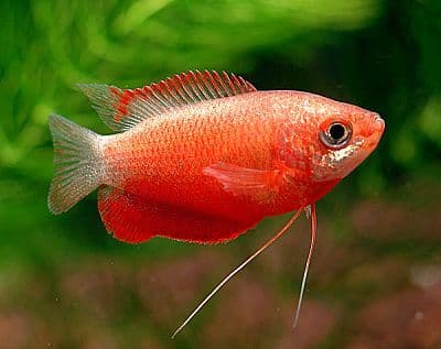 Red Honey Gourami (Pack of 2)