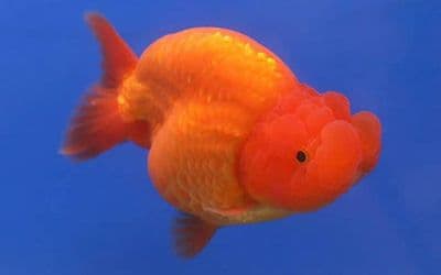 Red 'Ranchu' Fantail Goldfish
