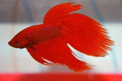 Red Siamese Fighting Fish (Betta Fish)