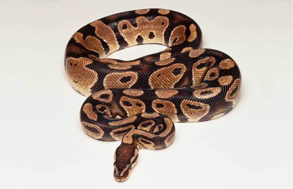 Royal python Python regius