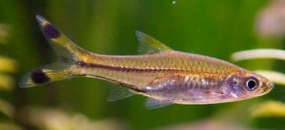 Scissor Tails (Pack of 4)