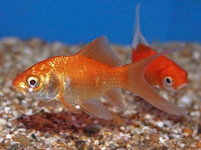 Small Goldfish (Pack of 4)