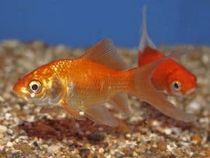 Small Goldfish (Pack of 4)
