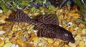 Small High Fin Pleco (Pack of 2)