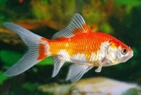 Small Sarasa Comets (Pack of 4)