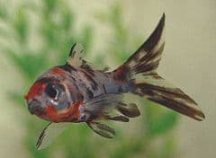 Small Shubunkin (Pack of 4)