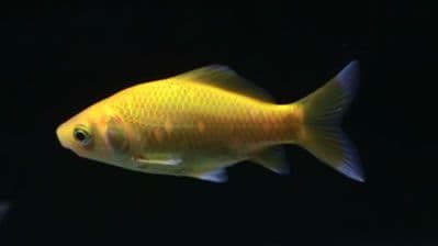 Small Yellow Goldfish (Pack of 4)