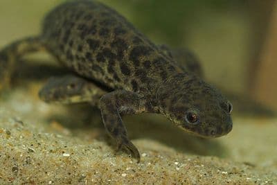 Spanish Ribbed Newts