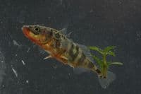 Three-Spined StickelBack & x28;Pack of 4& x29;