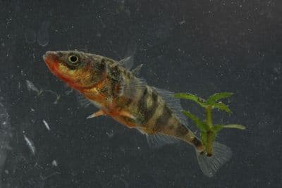 Three-Spined StickelBack  (Pack of 4)