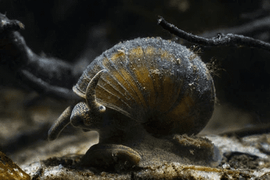 Trapdoor Snails (Pack of 3)