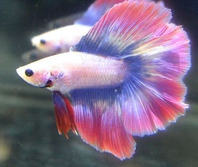Tricolour Male Betta Fish