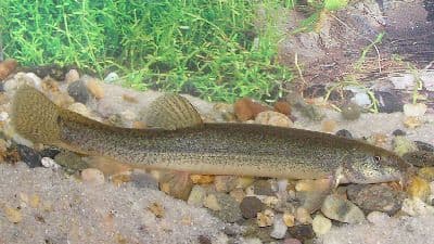 Weather Loach (Pack of 2)