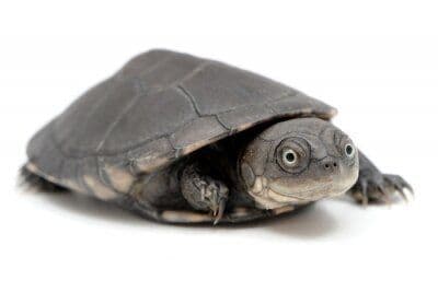 West African Mud Turtle (Pelusios castaneus)