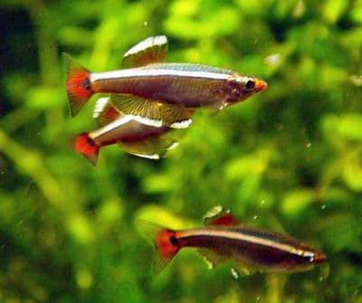 White Cloud Mountain Minnows (Pack of 6)