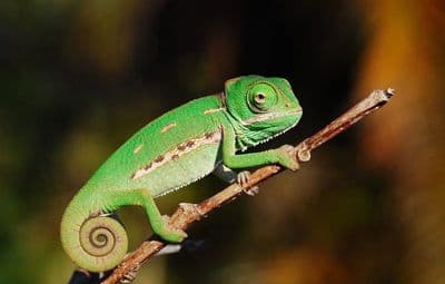 Yemen Chameleon (Chamaeleo calyptratus)