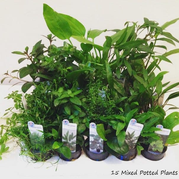10 Mixed Potted Plants