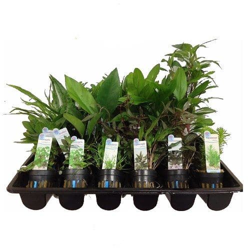20 Mixed Potted Aquarium Plants - Buy Plants for your Aquascape