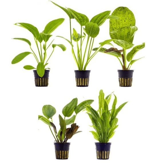 3 Echinodorus Mixed Aquarium Sword Plants in Pots