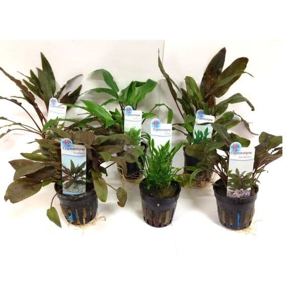 3 Mixed Potted Cryptocoryne | Aquatic Plants Online UK