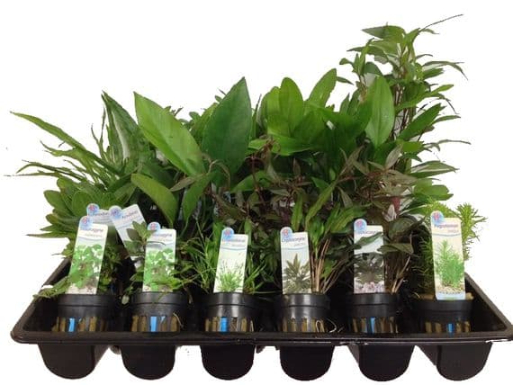 3 Mixed Potted Aquarium Plants