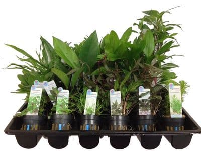 5 Mixed Potted Plants