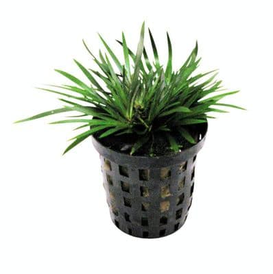 Acorus pusiles Dwarf