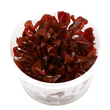 Alternanthera Reineckii 'Mini' - Tropica 1-2 Grow!