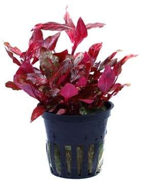 Alternanthera Reineckii Rosanervig