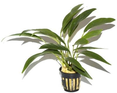 Anubias barteri Glabra