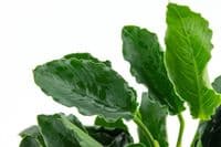 Anubias barteri nana Kirin