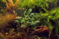 Anubias barteri nana Kirin