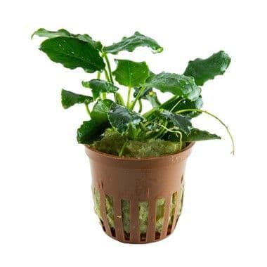 Anubias barteri nana Kirin