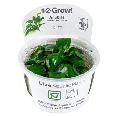 Anubias barteri nana Tropica 1-2 Grow!