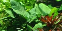 Anubias on Wood Large (25-35cm)