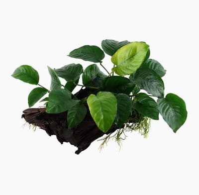 Anubias on Wood Large (25-35cm)