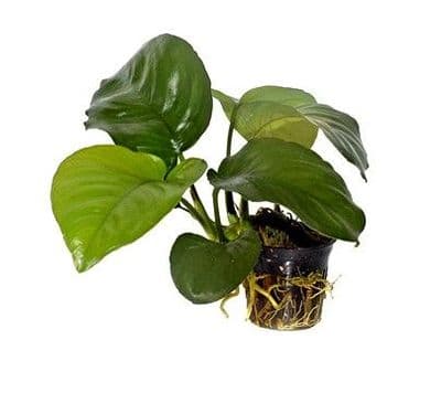 Anubias barteri var. caladiifolia