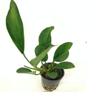 Anubias Congensis